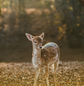 Fauna – sarny, dziki, bobry